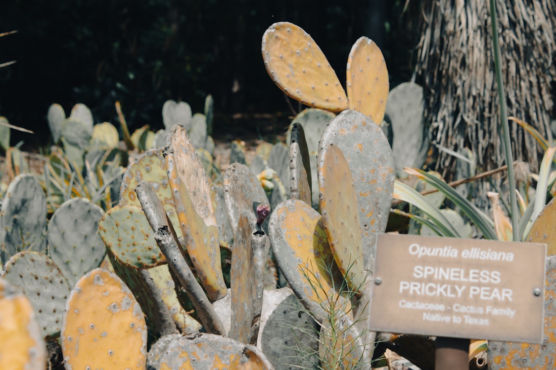 a bunch of cactus plants with a sign in front of them