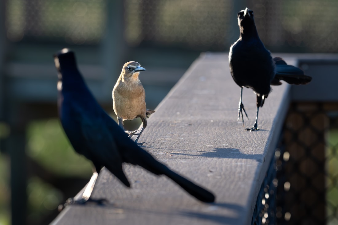 A couple of birds that are standing on a rail