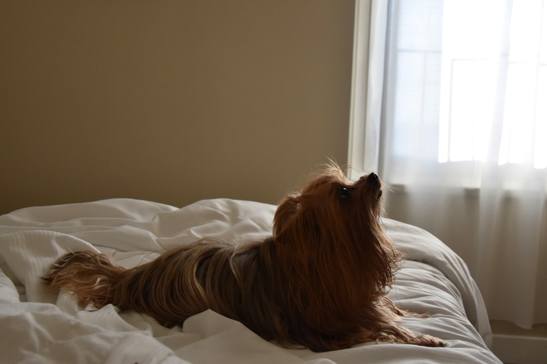 a small brown dog laying on top of a bed