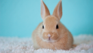 Petology Vet Clinic & Pet Shop