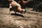 Beida & Sous Poultry Trading