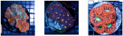 Blue Coral Fish Trading L.l.c