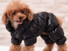 Barari Petsmart Pet Grooming