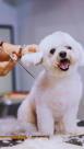 Urban Hub Domestic Pets Grooming