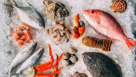 Ocean Fish Trading
