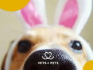 Vets & Pets Veterinary Clinic