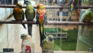 Alkhawaneej Birds Trading