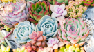 Edge Life Plants And Flowers Trading