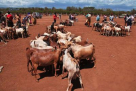 Ard Al Anaam Livestock Trading