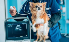 The Pet Vet Veterinary Clinic