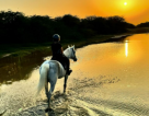 European Equestrian Academy