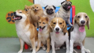 House Of Paws Domestic Pets Grooming