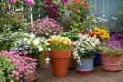 Home Rose Garden