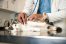 Whiskers And Wags Veterinary Clinic