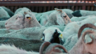 Faiz & Atta Khadim Livestock Trading