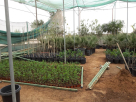 POINCIANA NURSERY L.L.C