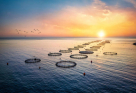 Essa Belrematha Fishing Cages Supply