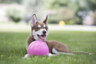 Pets Goodies