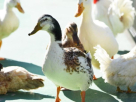 Damac Hills Pet Farm