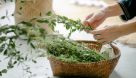 Love Of Plants Trading