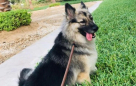 Happy Walk Pet Care