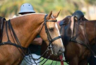 Desert Palm Equestrian Centre