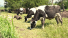Ahmed Mohammad Livestock