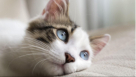 The Dubai Cat Sitting Company