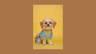 Heidis Pets