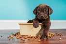 Precious Creatures Animal Feed Manufacturing