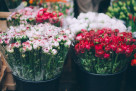 Flower Street Gifts Trading L.l.c