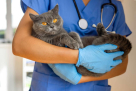 Pure Life Vet Treatment Clinic