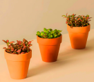 Cacti Flower Plants Trading