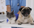 Al Sultan Veterinary Co.