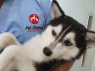 Pet Station Veterinary Clinic