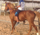 Mohd Al Khamri Stable
