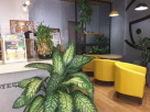Happy Lemon Coffee Shop