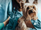 Doctor Dolittle Veterinary Clinic