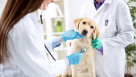Pet Land Veterinary Clinic