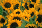 Al Mesk Flowers Trading