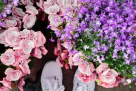 Fresh Flowers