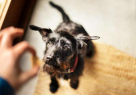 Bark And Play Domestic Pets Boarding