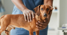 Pets Society Veterinary Clinic
