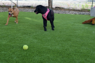 Mazegrass