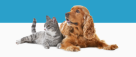 Super Vet Pet Clinic L.l.c