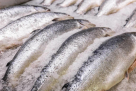 Asif & Arif Fish Trading