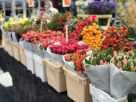 Alain Flower Market