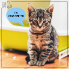 The Cat Specialist Veterinary Clinic