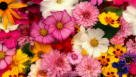 Blooming Blossom Flowers & Gift Trading