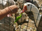 Oasis Petting Zoo
